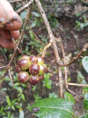 Citharexylum sulcatum