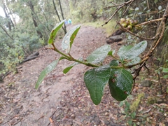 Citharexylum sulcatum