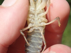 Faxonius theaphionensis