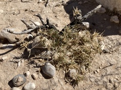 Munroa squarrosa