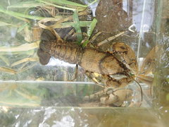 Cambarus tenebrosus