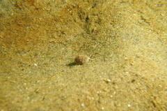 Cystiscidae