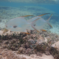 Trachinotus blochii