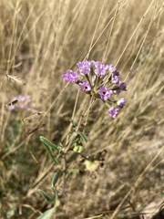 Abronia nealleyi
