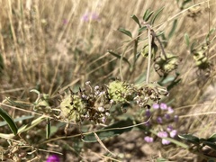 Abronia nealleyi
