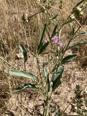 Abronia nealleyi