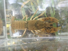 Cambarus tenebrosus