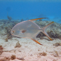 Trachinotus blochii