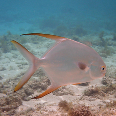 Trachinotus blochii