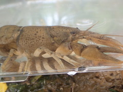 Cambarus tenebrosus