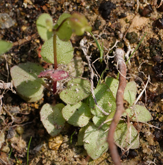 Erythranthe dentiloba