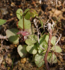 Erythranthe dentiloba
