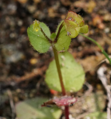 Erythranthe dentiloba