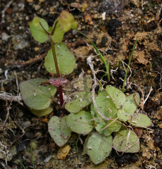 Erythranthe dentiloba