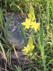 Bulbine glauca