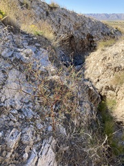 Dicranocarpus parviflorus