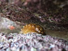 Cryptoconchus porosus