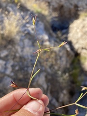 Dicranocarpus parviflorus