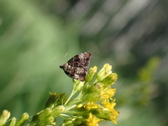 Choreutis diana