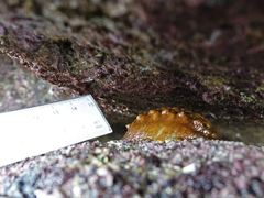 Cryptoconchus porosus