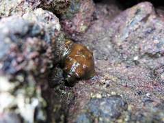 Cryptoconchus porosus