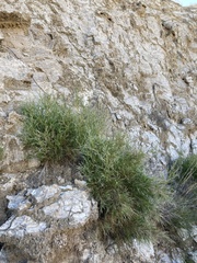 Muhlenbergia villiflora