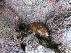 Cryptoconchus porosus