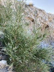 Muhlenbergia villiflora