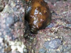 Cryptoconchus porosus