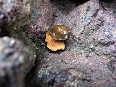 Cryptoconchus porosus