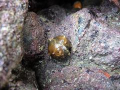 Cryptoconchus porosus