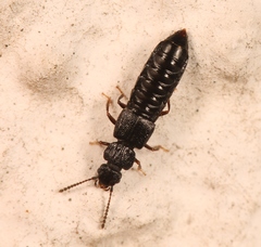 Anotylus rugosus