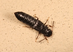 Anotylus rugosus