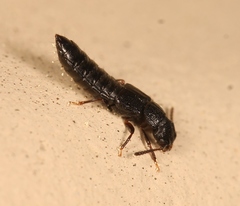 Anotylus rugosus
