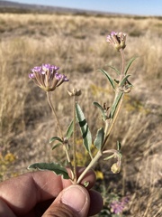 Abronia nealleyi