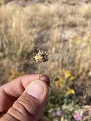 Abronia nealleyi