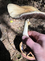 Agaricus smithianus