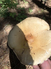 Agaricus smithianus
