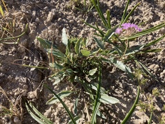 Abronia nealleyi
