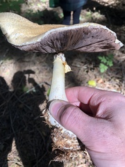 Agaricus smithianus