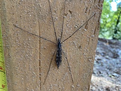 Tipula metacomet
