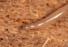 Microplana