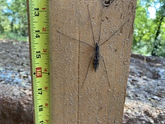 Tipula metacomet