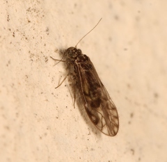 Philotarsus parviceps