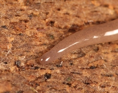 Microplana