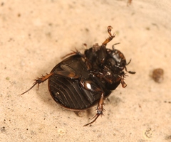 Sphaeridium scarabaeoides