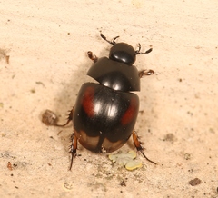 Sphaeridium scarabaeoides