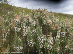 Diplostephium ericoides