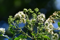Critonia hospitalis