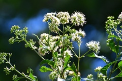 Critonia hospitalis